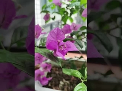 316 Stainless Steel Cables  Balcony Invisible Grille with 100kg Load Capacity