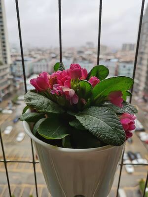 Suitable For Indoor And Outdoor Grilling Invisible Grill Accessories Plastic Flower Pot For Grilling